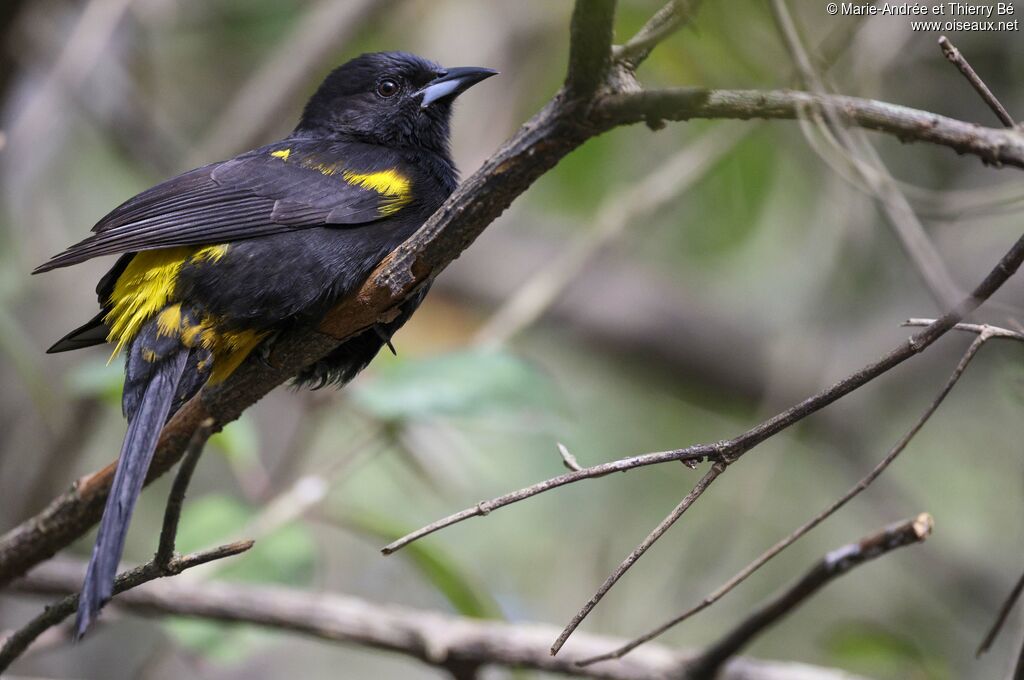 Cuban Oriole