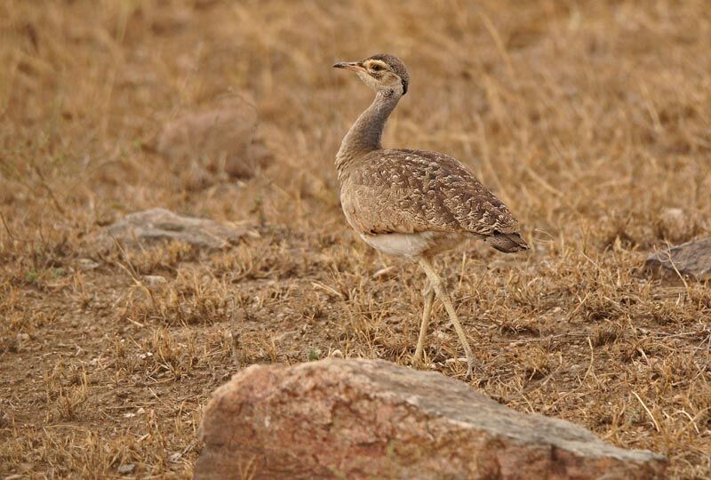 Outarde du Sénégal femelle