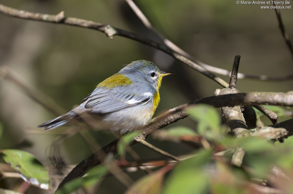 Northern Parula