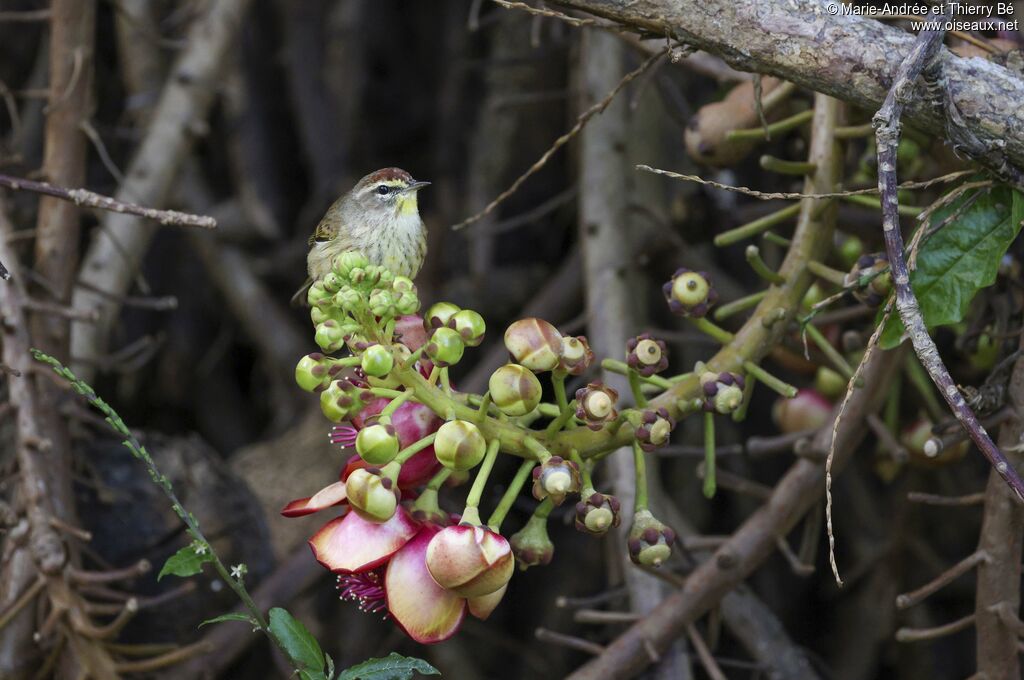 Paruline à couronne rousse
