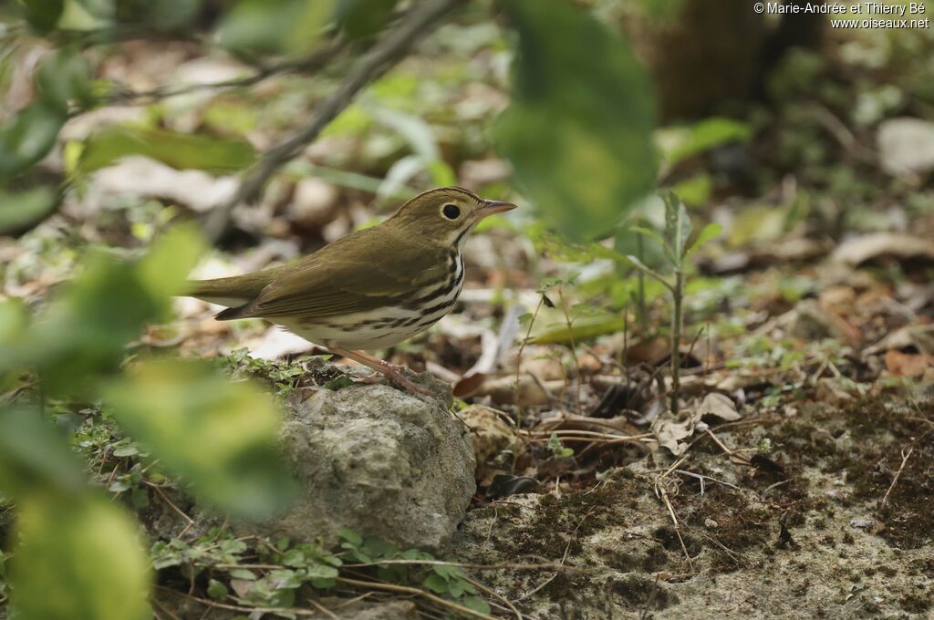 Ovenbird