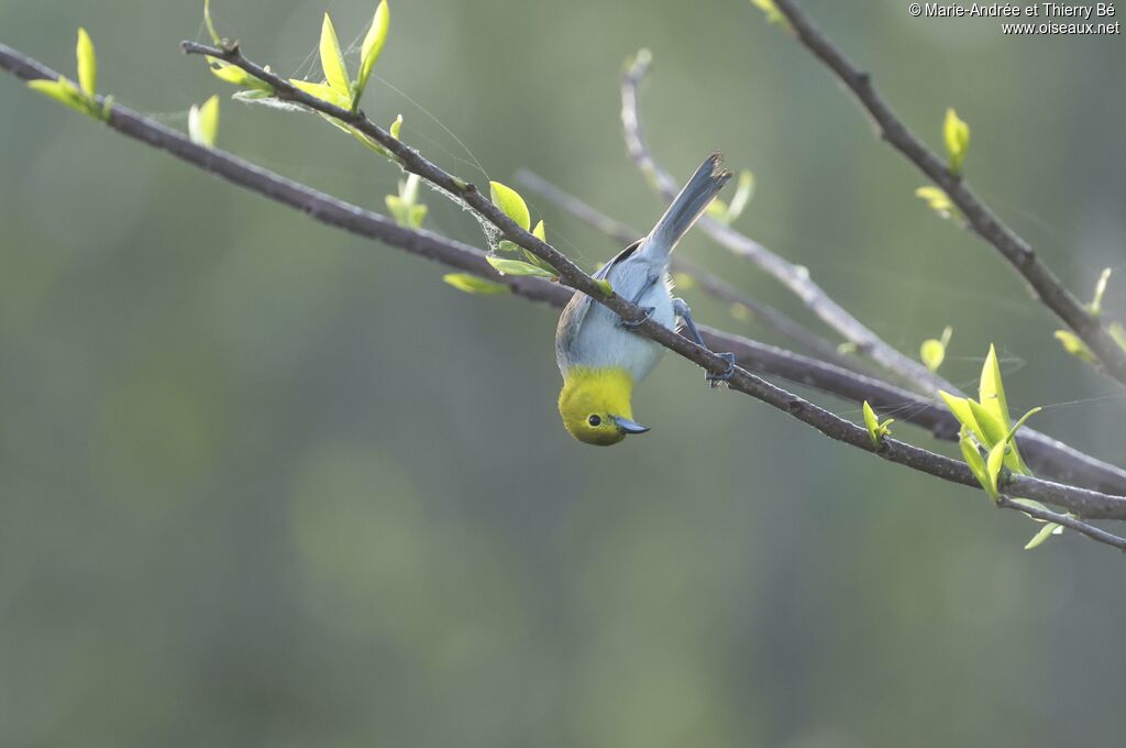 Paruline de Fernandina