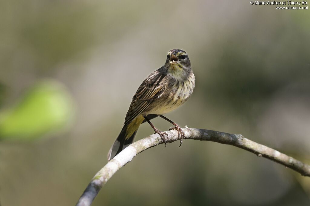 Paruline tigrée