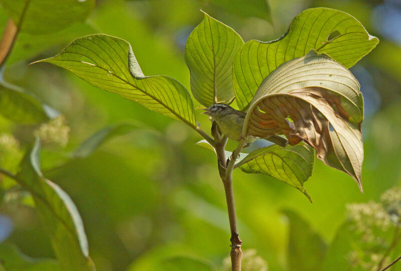 Three-striped Warbler