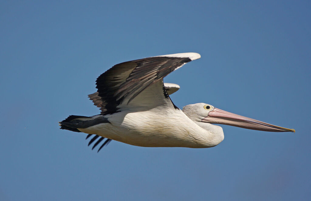 Australian Pelican