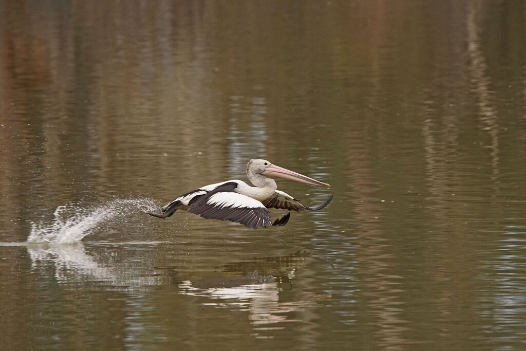 Australian Pelican