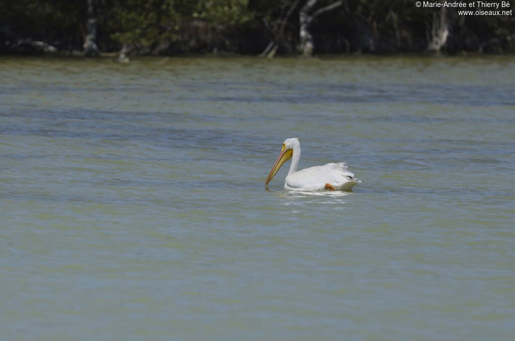 American White Pelican
