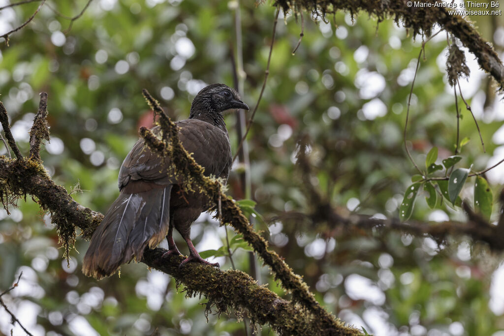 Bearded Guan