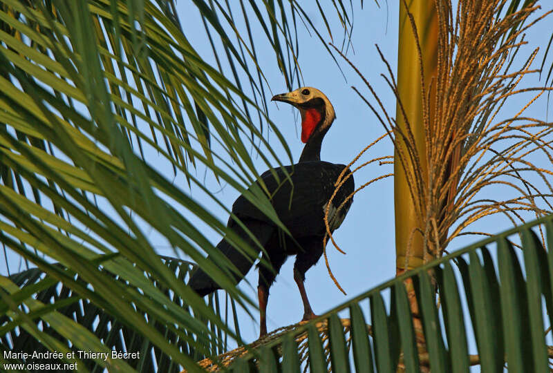 Red-throated Piping Guanadult, pigmentation, Behaviour