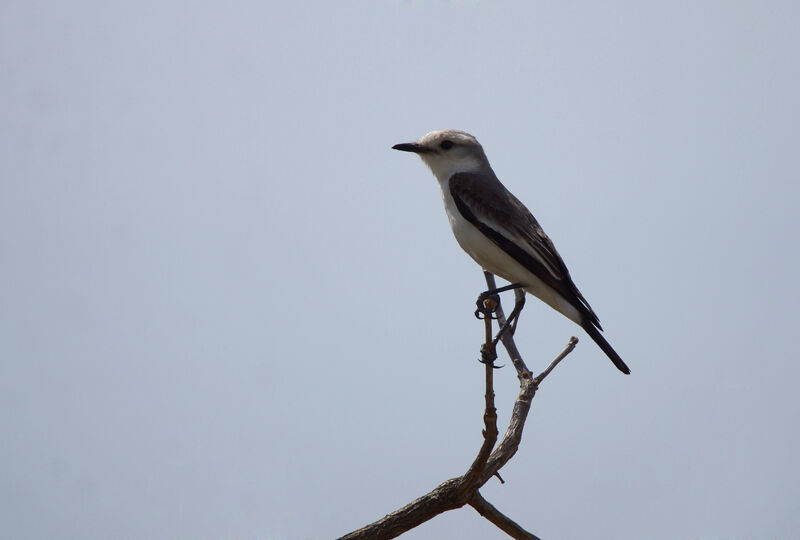 White-rumped Monjita