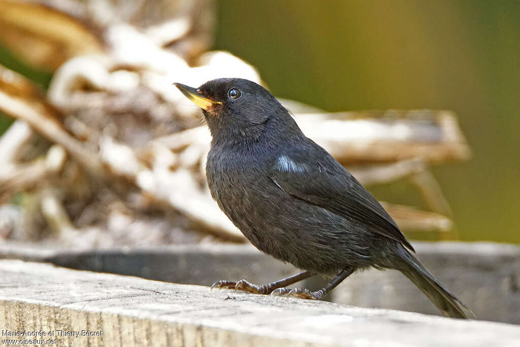 Glossy Flowerpiercerimmature, identification