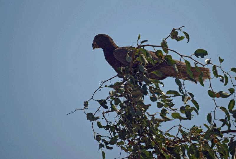 Greater Vasa Parrot
