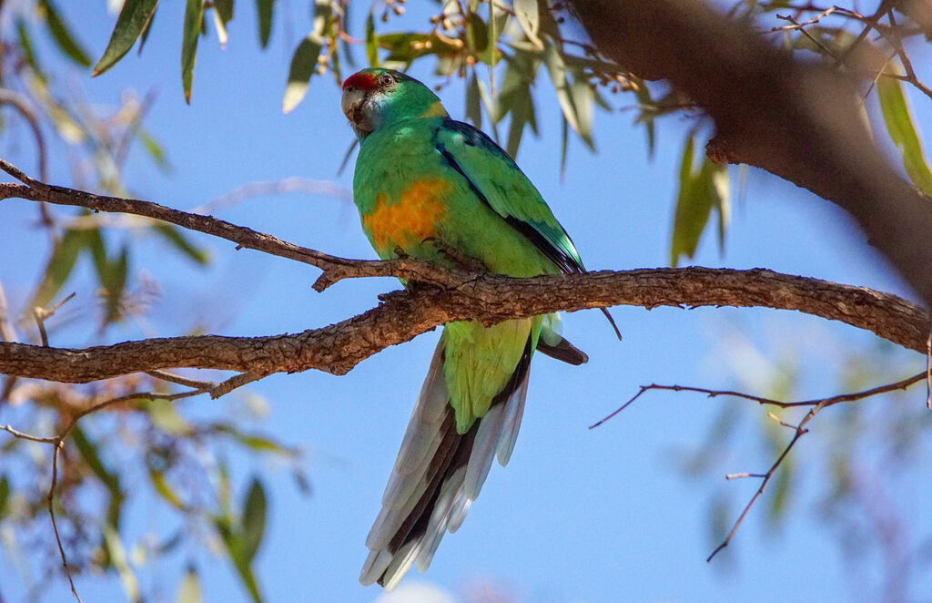 Australian Ringneck