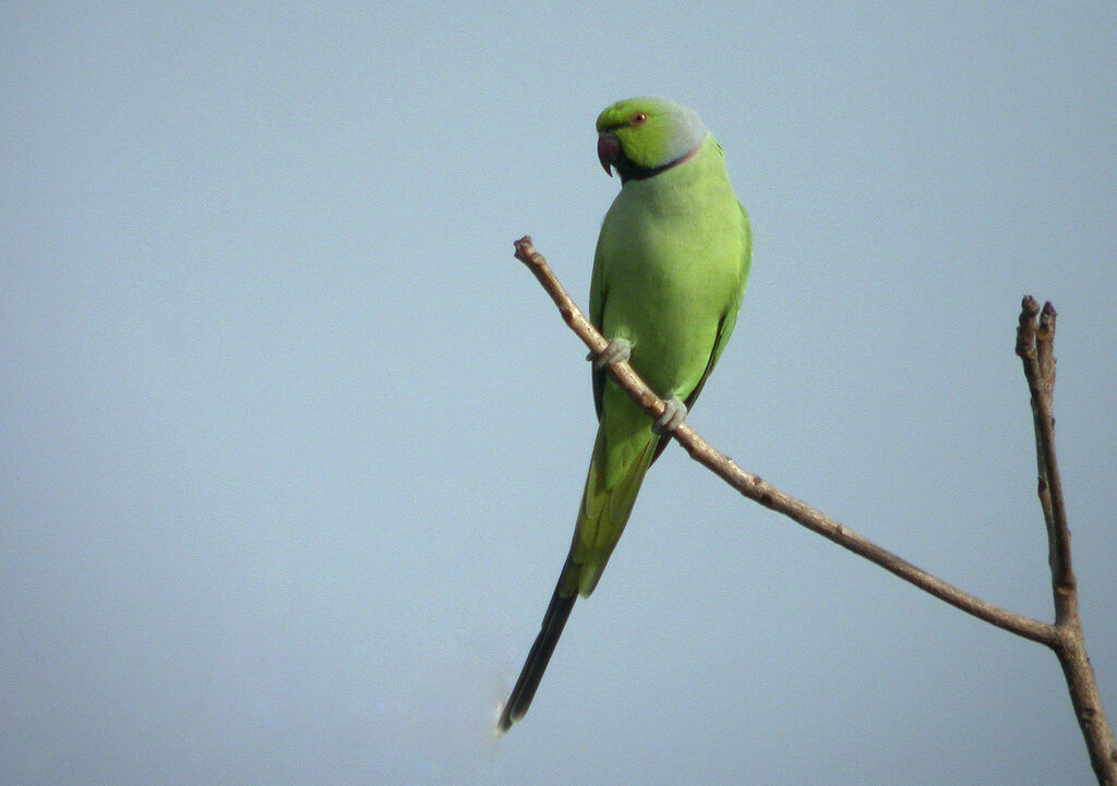 Rose-ringed Parakeet