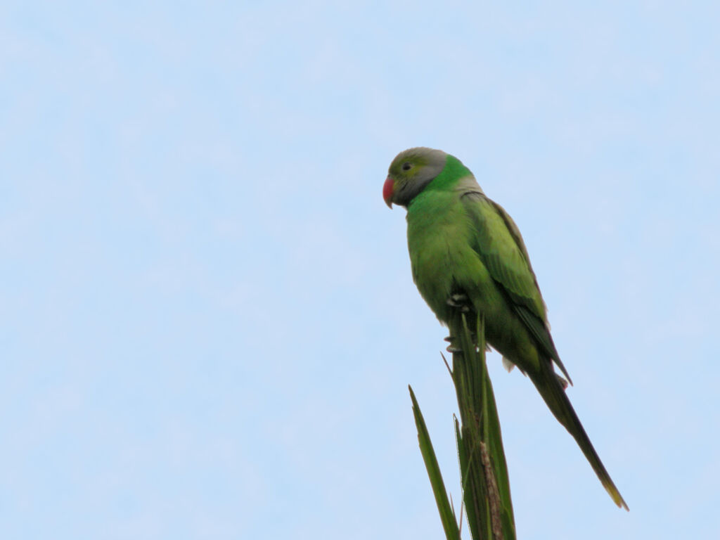 Layard's Parakeet