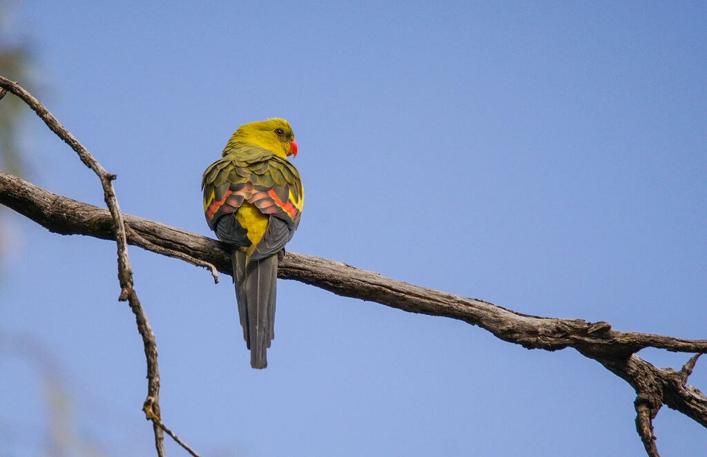 Regent Parrot