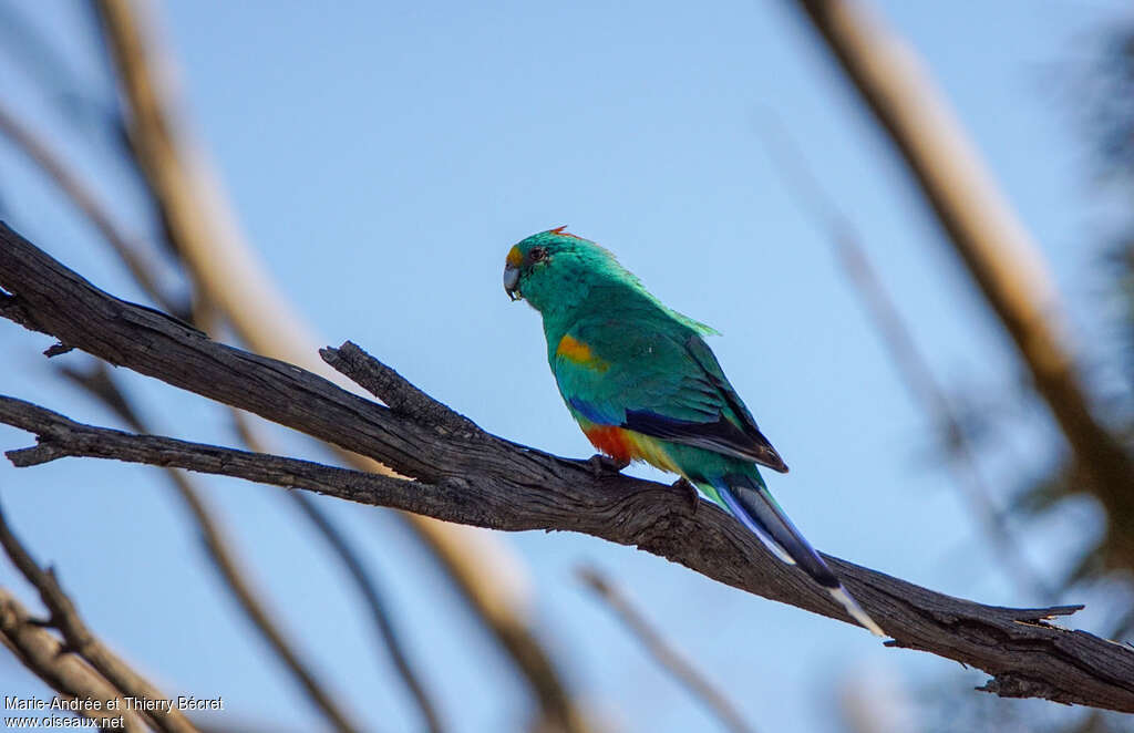 Mulga Parrotadult, pigmentation