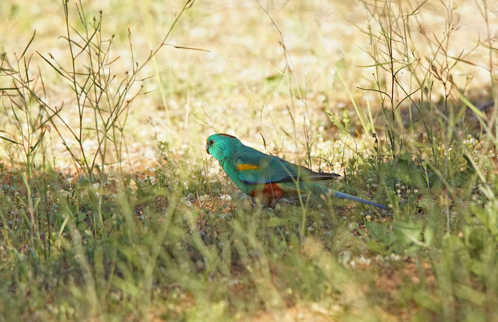Perruche multicolore
