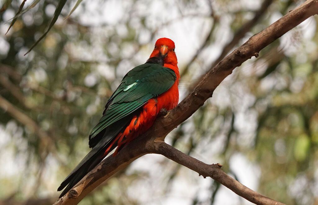 Australian King Parrot male