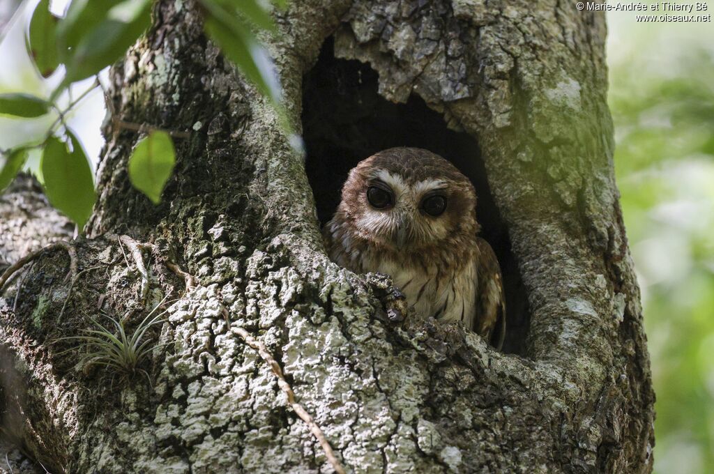 Bare-legged Owl
