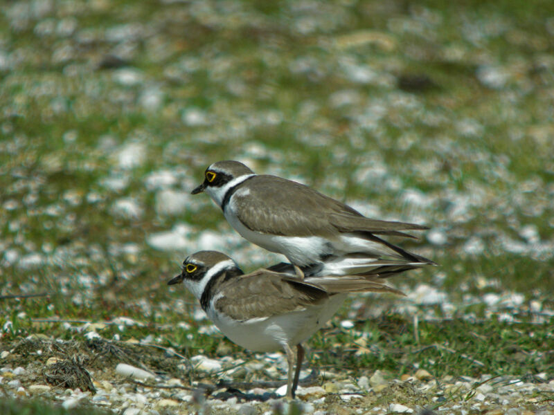 Little Ringed Plover