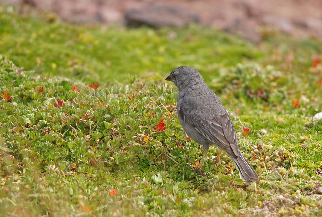 Plumbeous Sierra Finch male