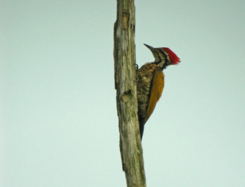Common Flameback