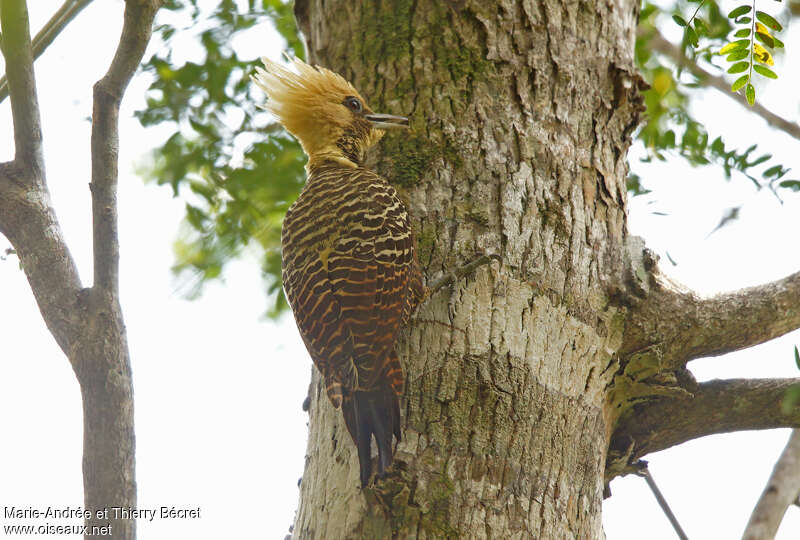 Pale-crested Woodpecker female adult, pigmentation, fishing/hunting