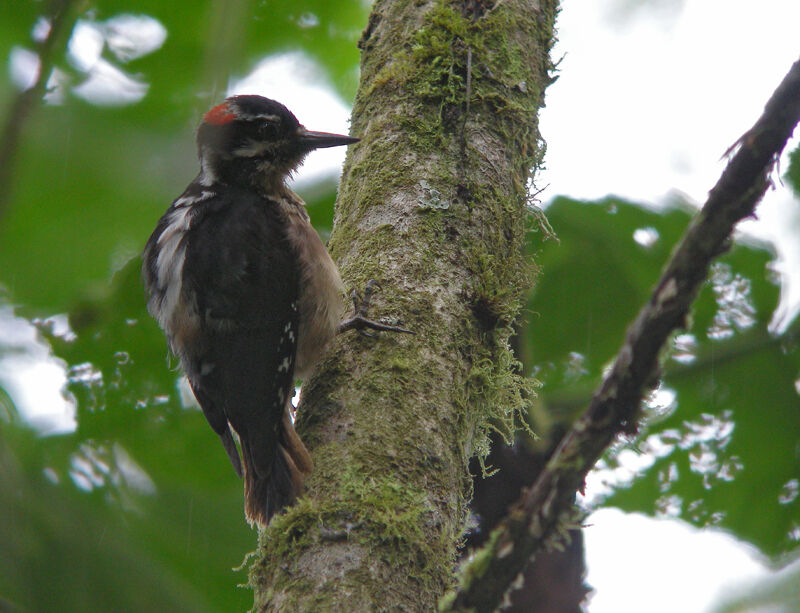 Hairy Woodpecker