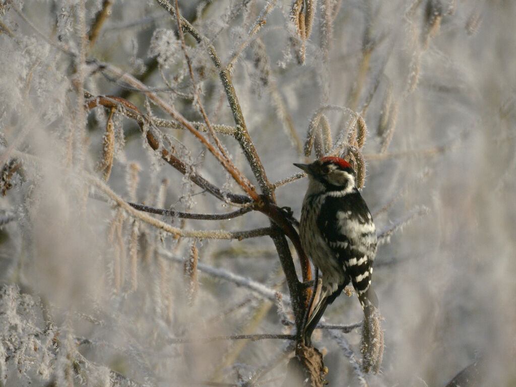 Lesser Spotted Woodpecker