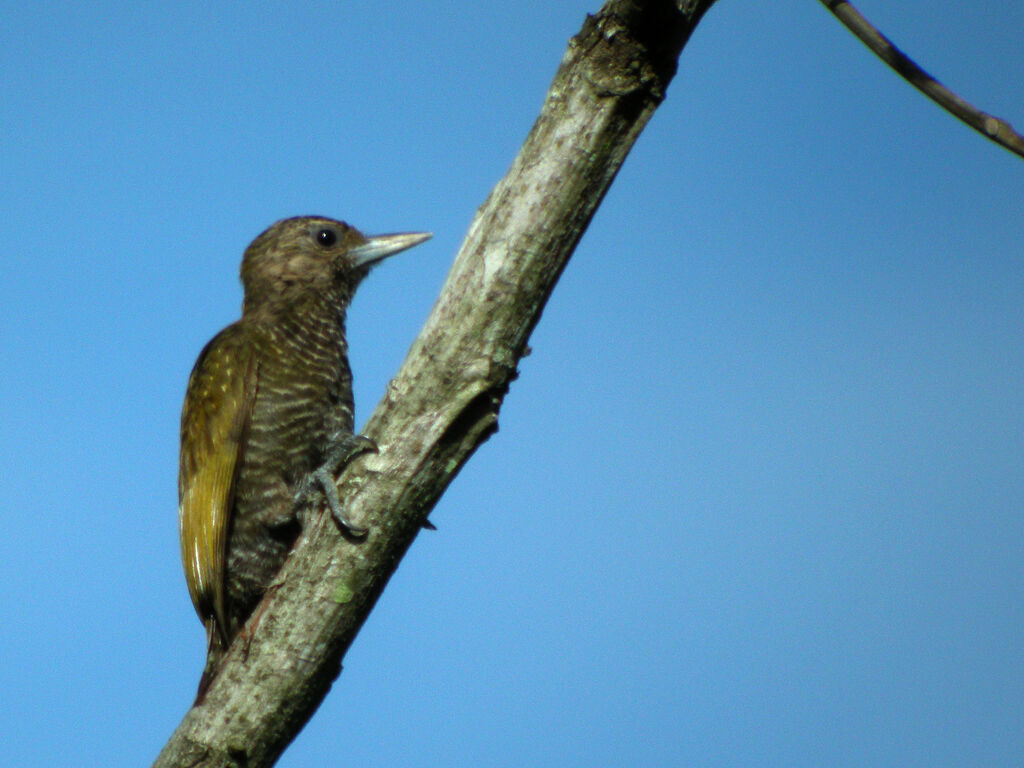 Pic passerin femelle