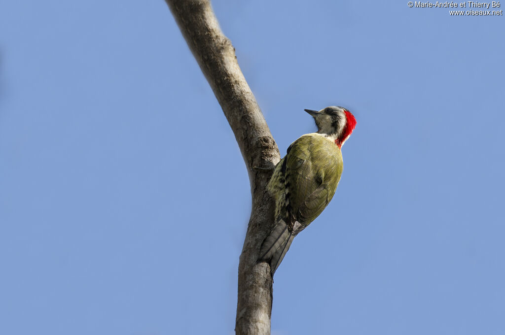 Cuban Green Woodpecker