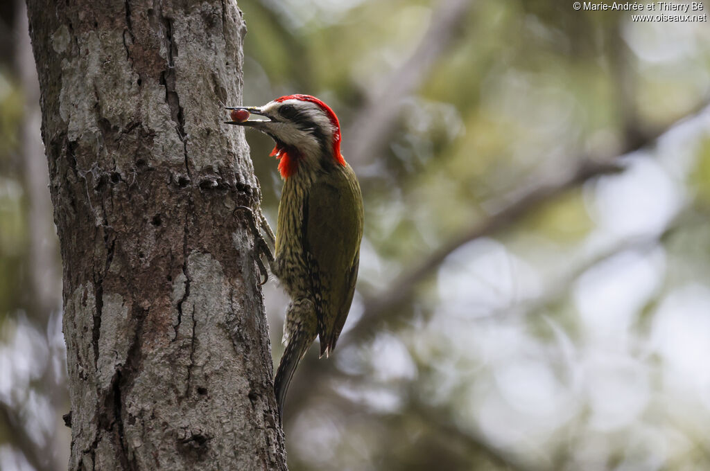 Cuban Green Woodpecker