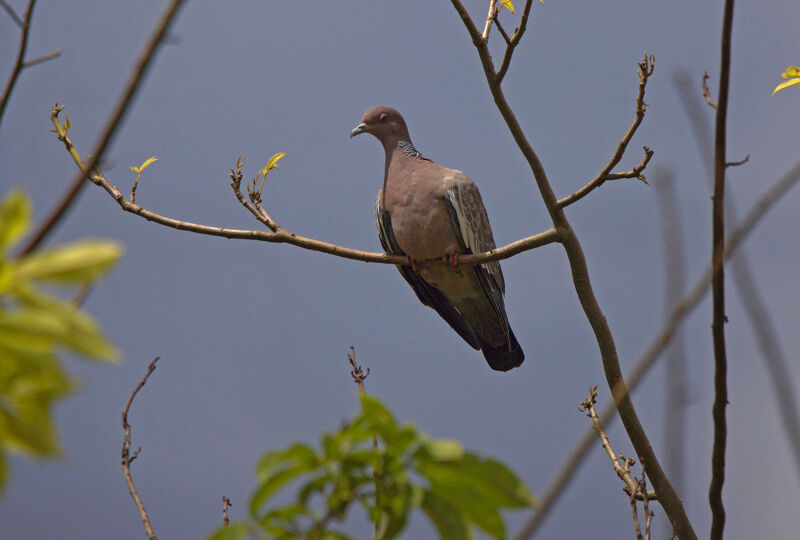 Picazuro Pigeon