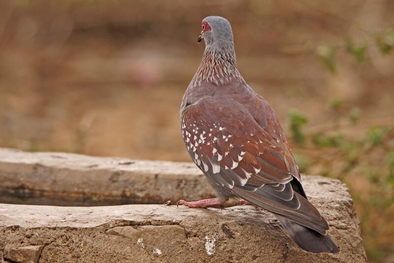 Pigeon roussard