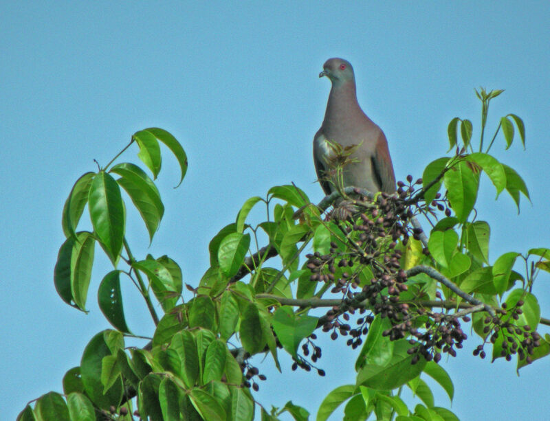 Pigeon rousset