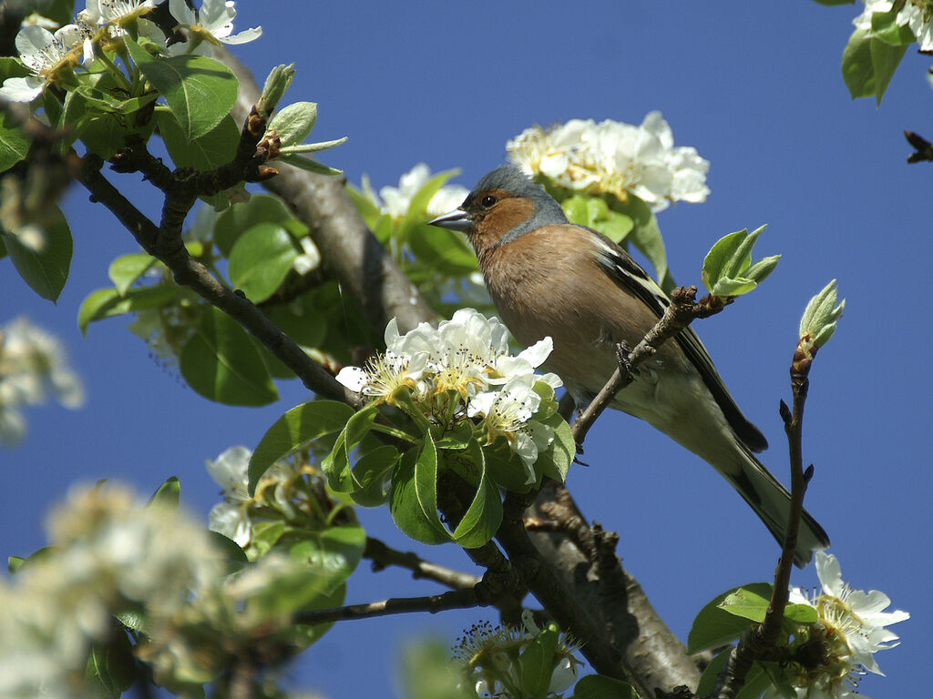 Pinson des arbres