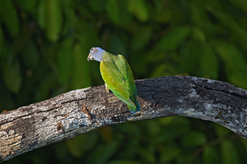 Blue-headed Parrot