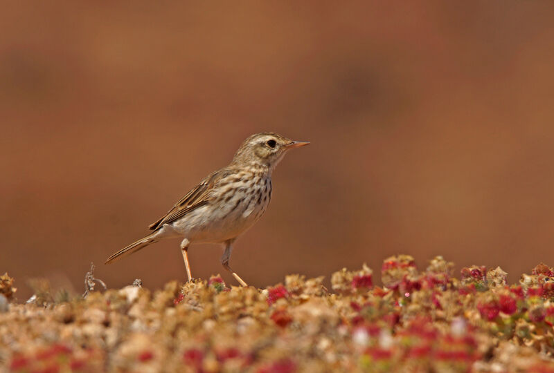 Berthelot's Pipit
