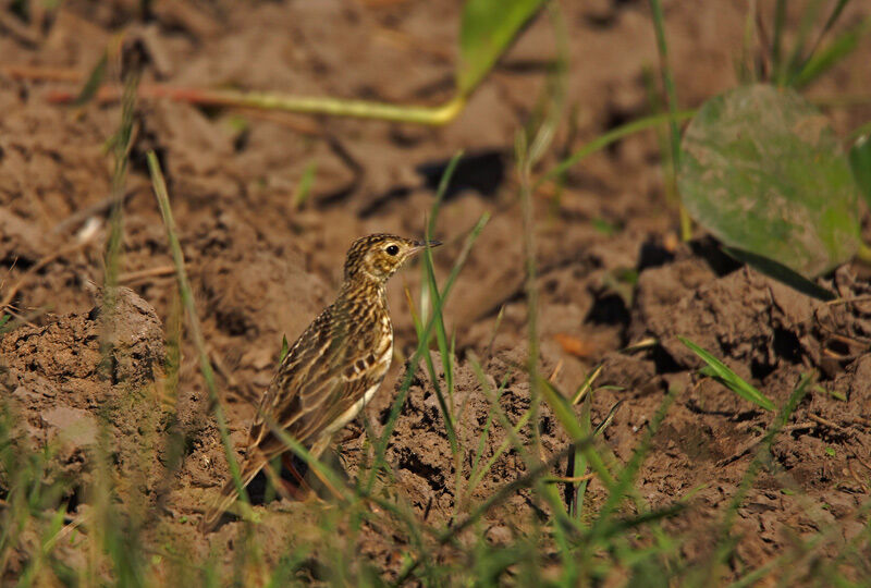Pipit jaunâtre