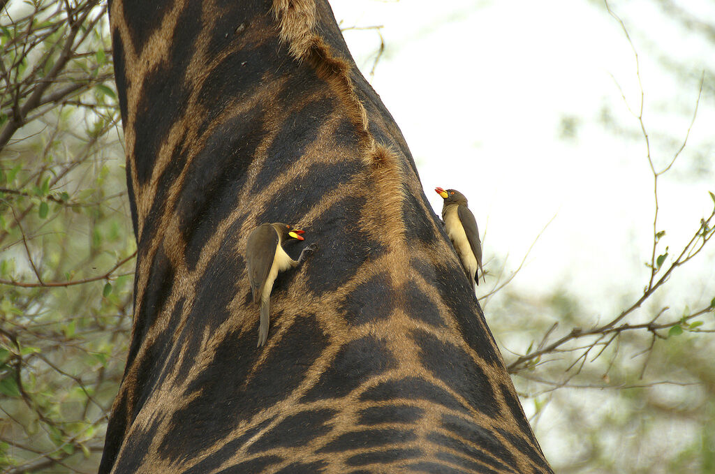 Yellow-billed Oxpecker