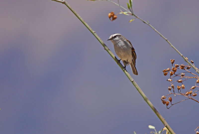 White-browed Chat-Tyrant