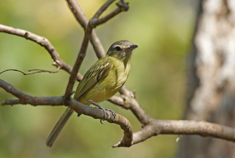 Yellow-olive Flatbill