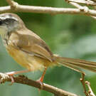 Prinia des collines