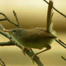 Prinia simple