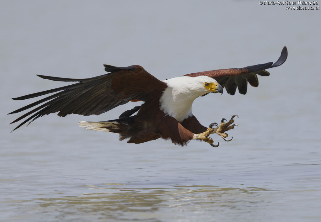 African Fish Eagle - Pygargue vocifer<br />, fishing/hunting