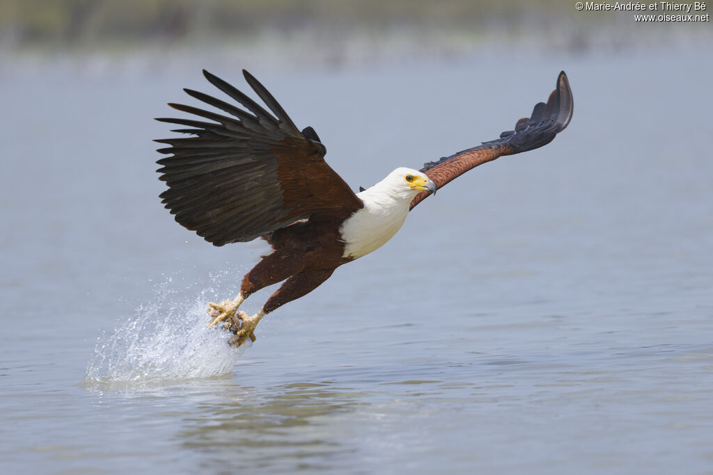 African Fish Eagle - Pygargue vocifer<br />