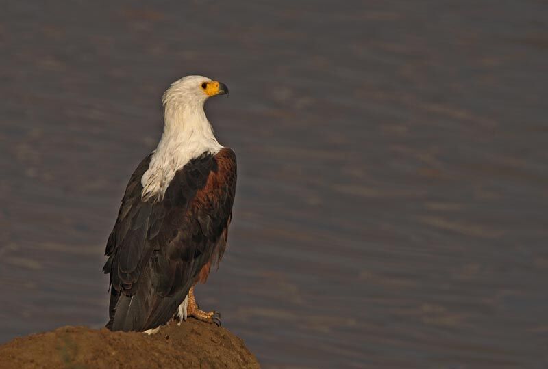 African Fish Eagle
