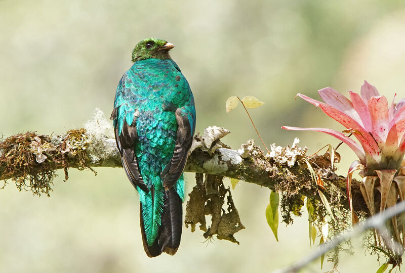 Quetzal doré