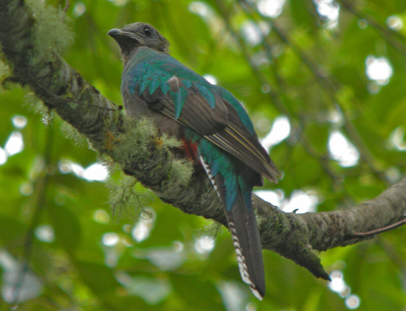 Resplendent Quetzal